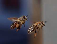 bee.png