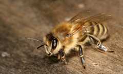 bee.png