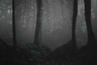 forest%201