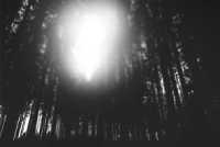 forest%203