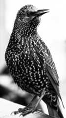 Bird2.jpg