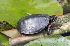 turtle2