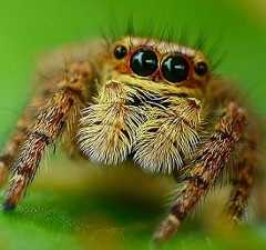 spyder