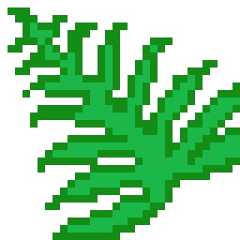 Fern