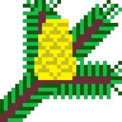 Fir
