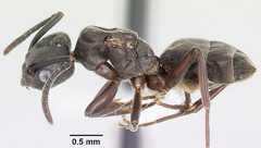ants1