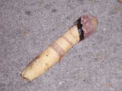 mushroom