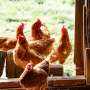 Q&A: How scientists and farmers are working to adapt to avian flu