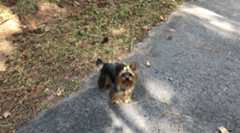 Photo of Jacksonville Yorkie and Teacup Meetup