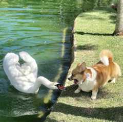 Photo of City Corgi Collective