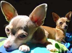 Photo of San Francisco Chihuahua Meetup