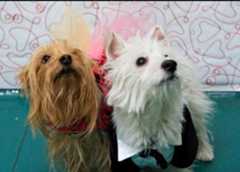 Photo of Yorkie Nation