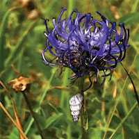 Colourful Blue Rampion Flower