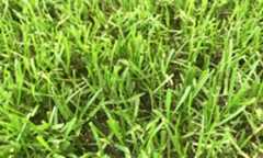 ペレニアルライグラス