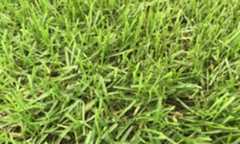 ケンタッキーブルーグラス