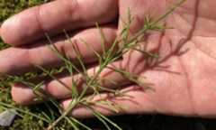 芝生の雑草：スギナ