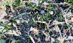 東京駅丸の内駅前広場の目砂