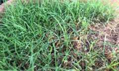 バミューダグラス（リビエラ）0909