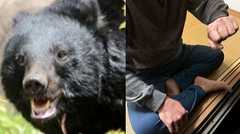 「逃げたら死ぬ」襲ってきたクマをボコボコに殴り大外刈りで“返り討ち”にしたラーメン店員（57）の告白「クマは硬かった」右目付近は10針の傷、脇腹は骨折〈青森・クマラーメン店襲撃〉【2025年11月ベスト記事1位】