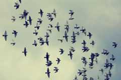 pigeons, flock of birds, flying-5277317.jpg