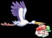 Stork