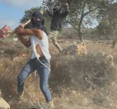 A Jewish extremist assaults Palestinian olive pickers and civil rights activists close to the West Bank town of Turmus Ayya, October 19, 2025. (Courtesy Jasper Nathaniel)