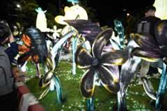 Chiang Mai festival's blackened floral art gets thumbs down