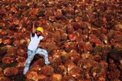 get through that lot: A worker collects palm oil fruit inside a palm oil factory in Sepang, outside Kuala Lumpur, Malaysia. (Reuters photo)