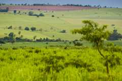 A expansão agropecuária é uma das causas da degradação do Cerrado