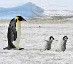 Foto de uma família de pinguins-imperadores na Antártida.