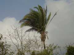 Babaçu, importante espécie vegetal da Mata dos Cocais