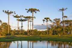 A Mata de Araucária e suas árvores de grande porte