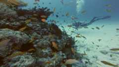 Окинава: в поисках горбатых китов