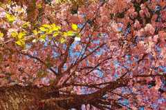 Shillong is prettiest this time of year; here&rsquo;s proof