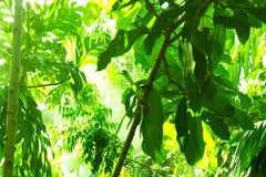 World&rsquo;s most endangered rainforests