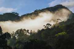 7 rainforests around the world worth exploring once in a lifetime
