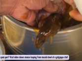 Rat swims in pani puri? Viral video shows mouse leaping from masala bowl at a golgappa stall