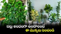  Beauty House : ఇల్లు అందంగా ఉండాలంటే ఈ మొక్కలు పెంచండి..