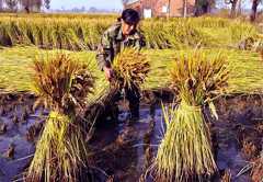 A farmer harvested rice at a paddy near Shenyang in northeastern China.
