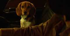 Daisy Andy the Dog in John Wick