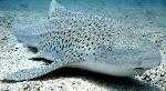Illustration of a Zebra Shark (Stegostoma fasciatum). Wikipedia