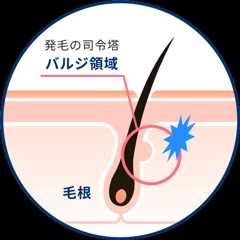 発毛の司令塔バルジ領域