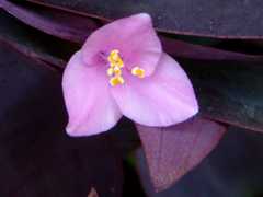 Tradescantia pallida