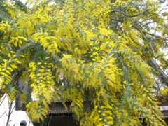 Acacia baileyana