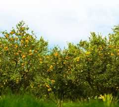 Local Products & Gifts