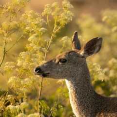 生物学１０２（Yum）