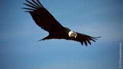 Andean condor: the largest soaring bird in the world 2 Andean condor