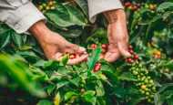 【コロンビア】サントリー、コーヒー栽培でリジェネラティブ農業実証。2026年開始