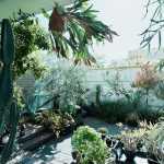 注目の「珍奇植物」コレクターのルーフバルコニー訪問～マンションでここまでできる