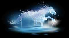 Equine